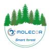 MOLECOR Forest. Contribuição para o Cuidado do Planeta através da Reflorestação